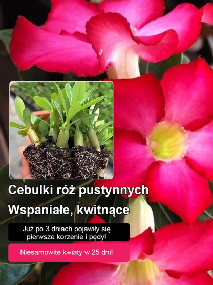 Róża Pustyni: 100 lat piękna, zero pielęgnacji! 🌵✨ Zapomnij o podlewaniu! Ta legendarna roślina jest niezwykle mrozoodporna (od -20°C do +40°C) i zakwitnie nawet wtedy, gdy zapomnisz o niej na 3 miesiące.