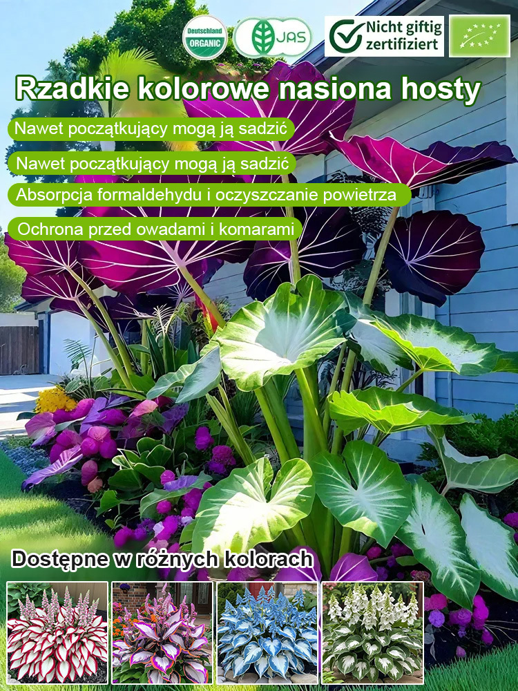 Nasiona hosty o unikalnych, wielobarwnych liściach  💫🍀 Certyfikowane nasiona z technologią kosmiczną. Im więcej słońca, tym liście są bardziej promienne i kolorowe!