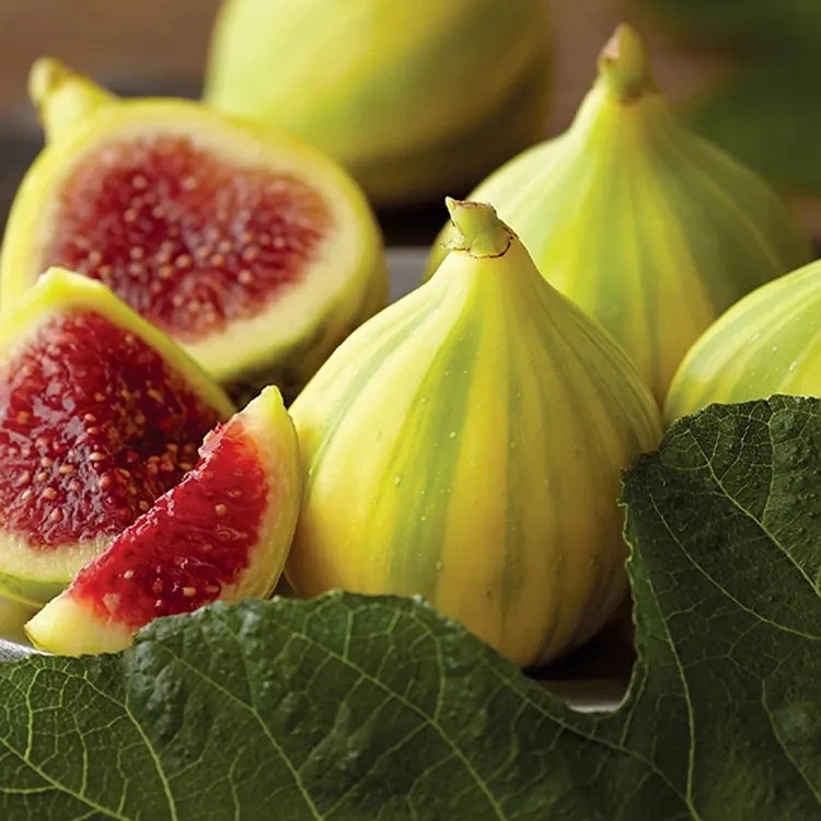 Nasiona figowcaNasiona drzew figowych