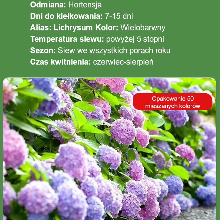 Nasiona hortensji kwitną przez cały rok