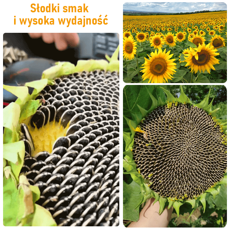 Nasiona słonecznika do uprawy ozdobnej i spożywczej o dużych ziarnach.