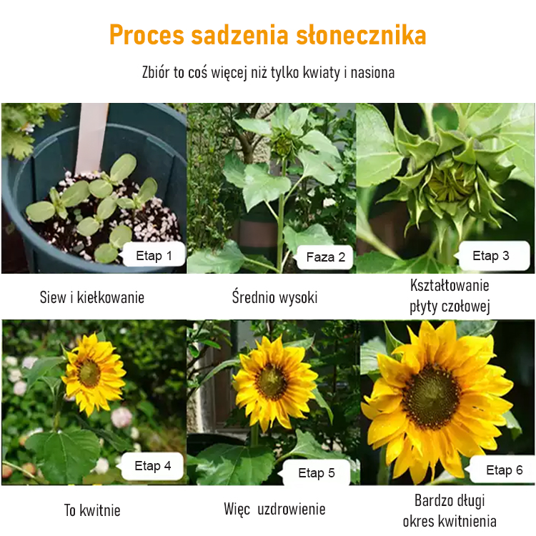 Nasiona słonecznika do uprawy ozdobnej i spożywczej o dużych ziarnach.