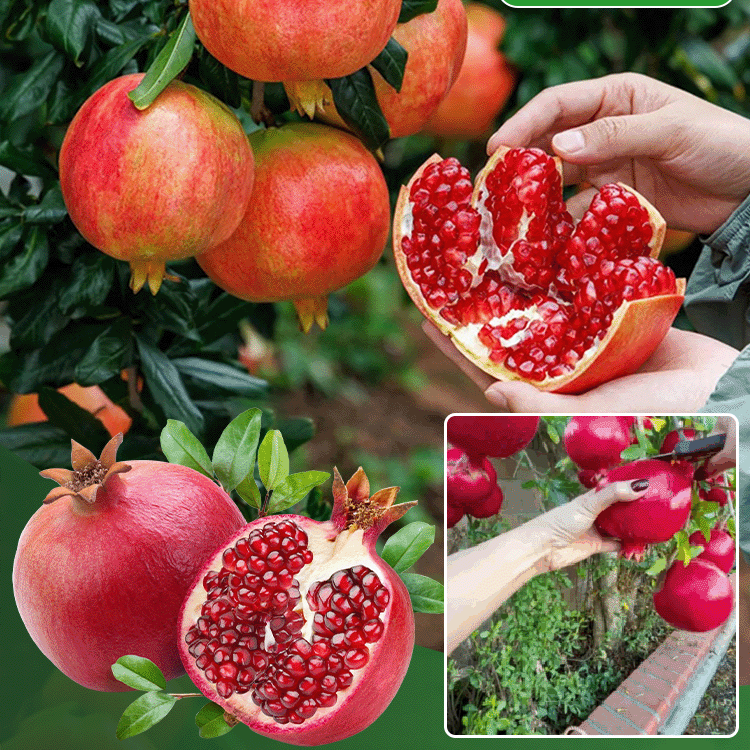 Nasiona tunezyjskiego granatu bez pestek