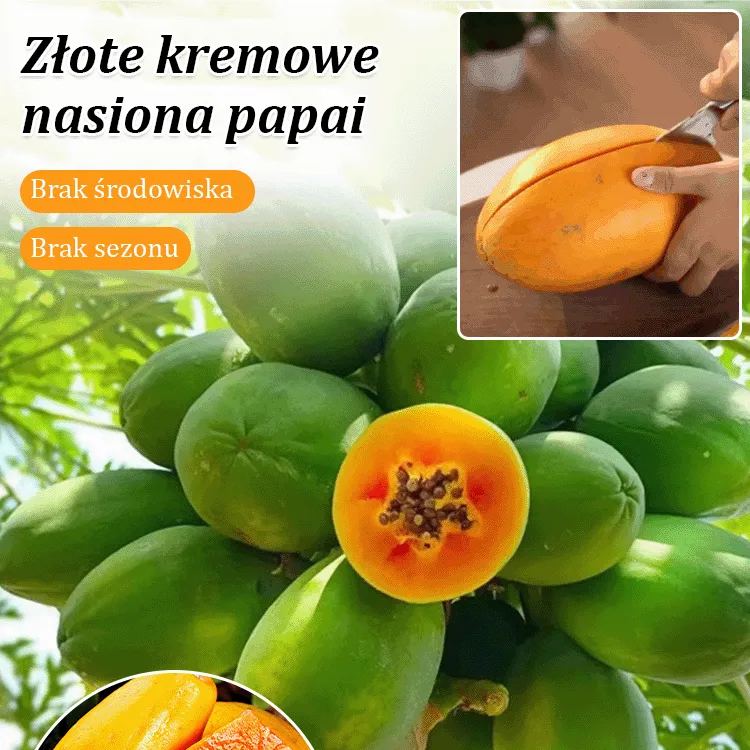 Kremowy papaja doniczkowa