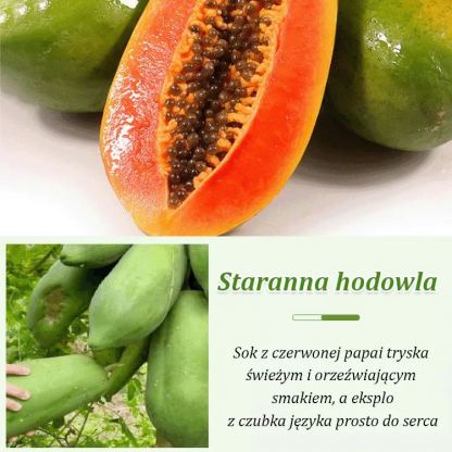 Kremowy papaja doniczkowa