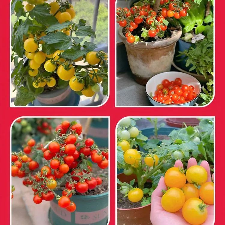 Wielogatunkowe Nasiona pomidora koktajlowego