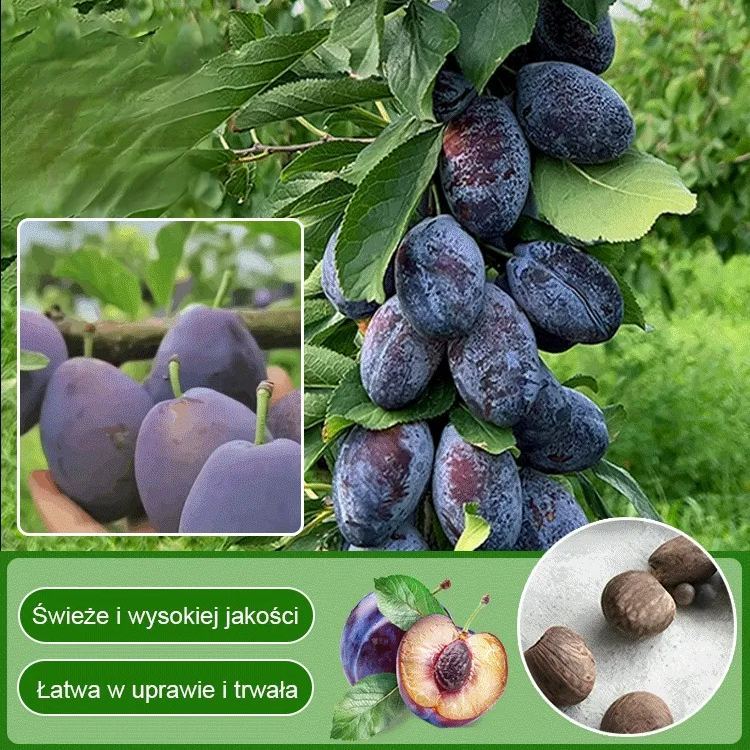 Niebieskie nasiona Misy Mei