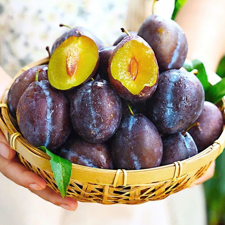 Niebieskie nasiona Misy Mei