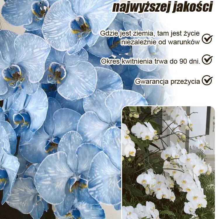 【Cztery pory roku】 Wysokiej jakości nasiona storczyka Phalaenopsis