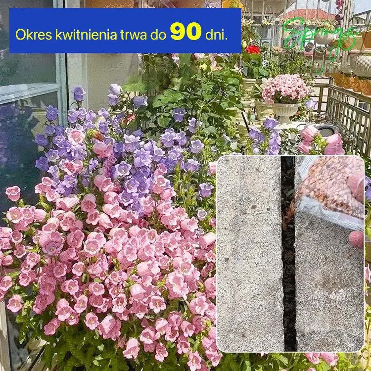 Kwiaty sezonowe Niebieskie dzwoneczki do ogrodu