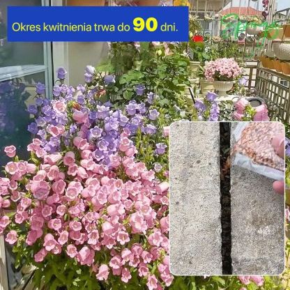 Kwiaty sezonowe Niebieskie dzwoneczki do ogrodu