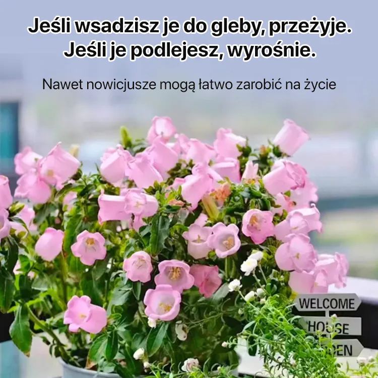 Kwiaty sezonowe Niebieskie dzwoneczki do ogrodu