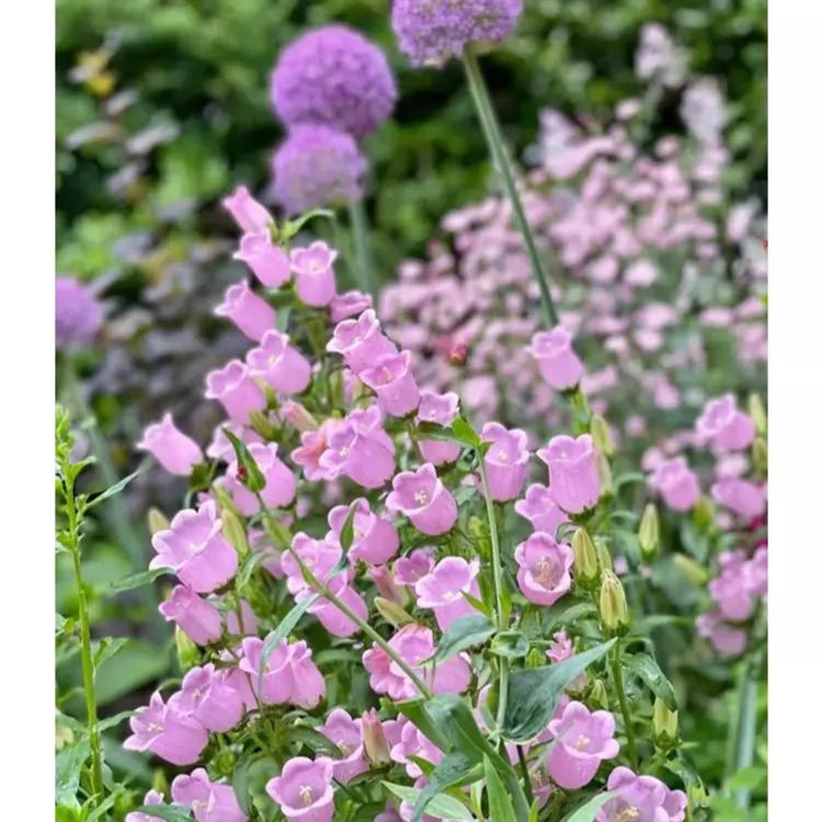 Kwiaty sezonowe Niebieskie dzwoneczki do ogrodu