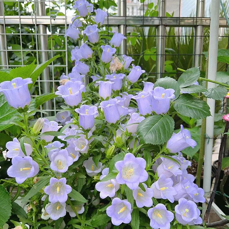 Kwiaty sezonowe Niebieskie dzwoneczki do ogrodu