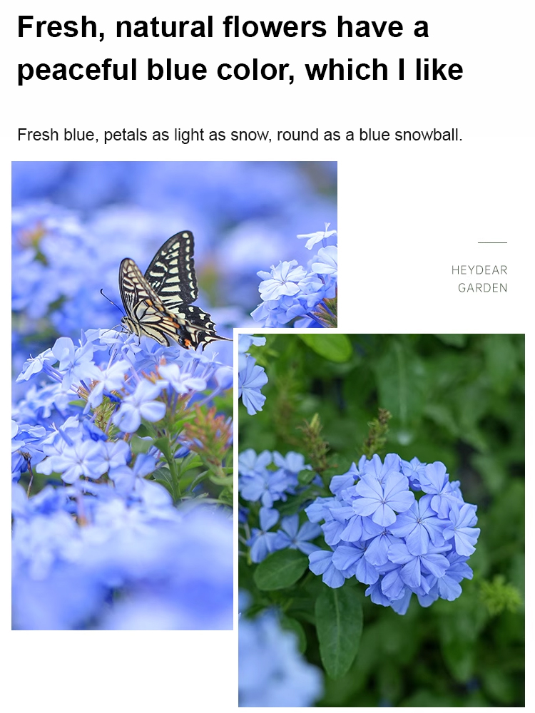 [Fragrant for thousands of miles] Four-season flowering blue snow flower climbing vine seeds