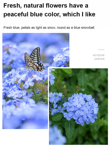 [Fragrant for thousands of miles] Four-season flowering blue snow flower climbing vine seeds