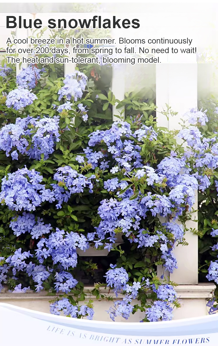 翻译件-JS-【飘香万里】四季开花蓝雪花爬藤种子-1266983-系统_04.jpg