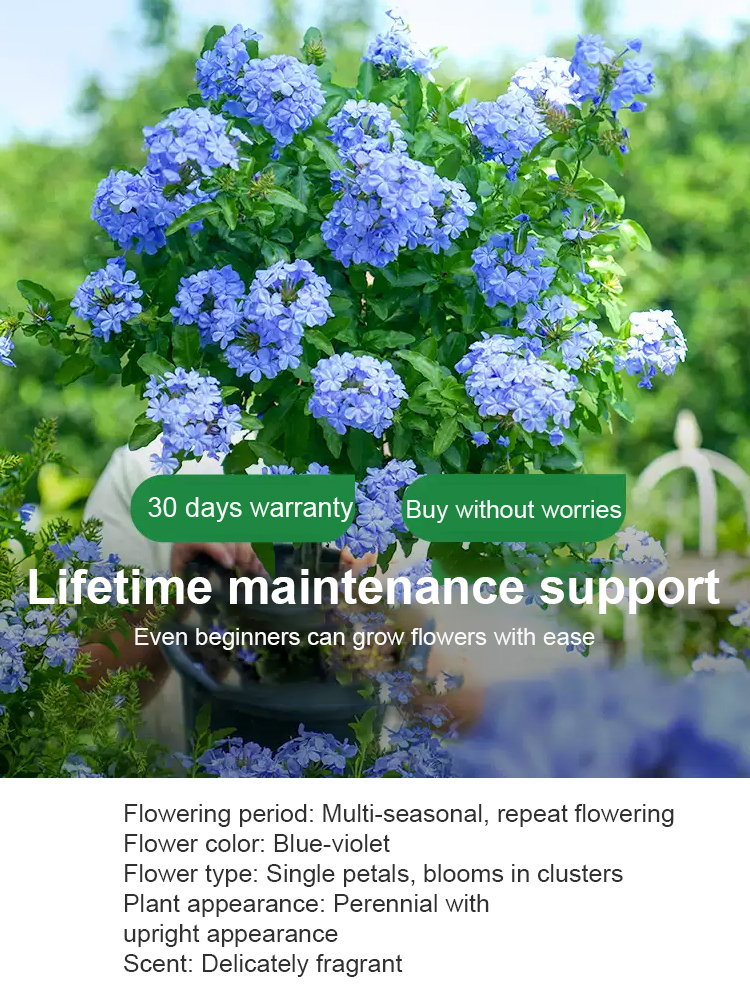 [Fragrant for thousands of miles] Four-season flowering blue snow flower climbing vine seeds