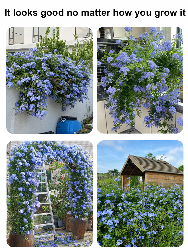 [Fragrant for thousands of miles] Four-season flowering blue snow flower climbing vine seeds