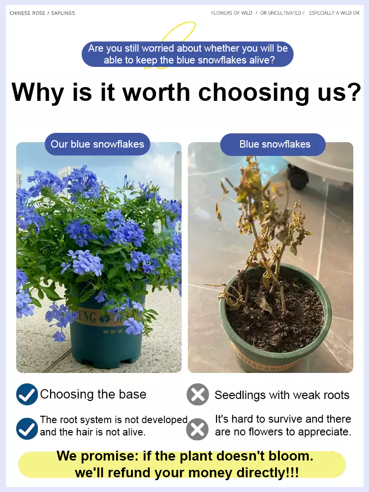 [Fragrant for thousands of miles] Four-season flowering blue snow flower climbing vine seeds