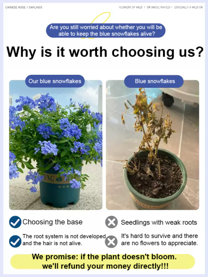 [Fragrant for thousands of miles] Four-season flowering blue snow flower climbing vine seeds