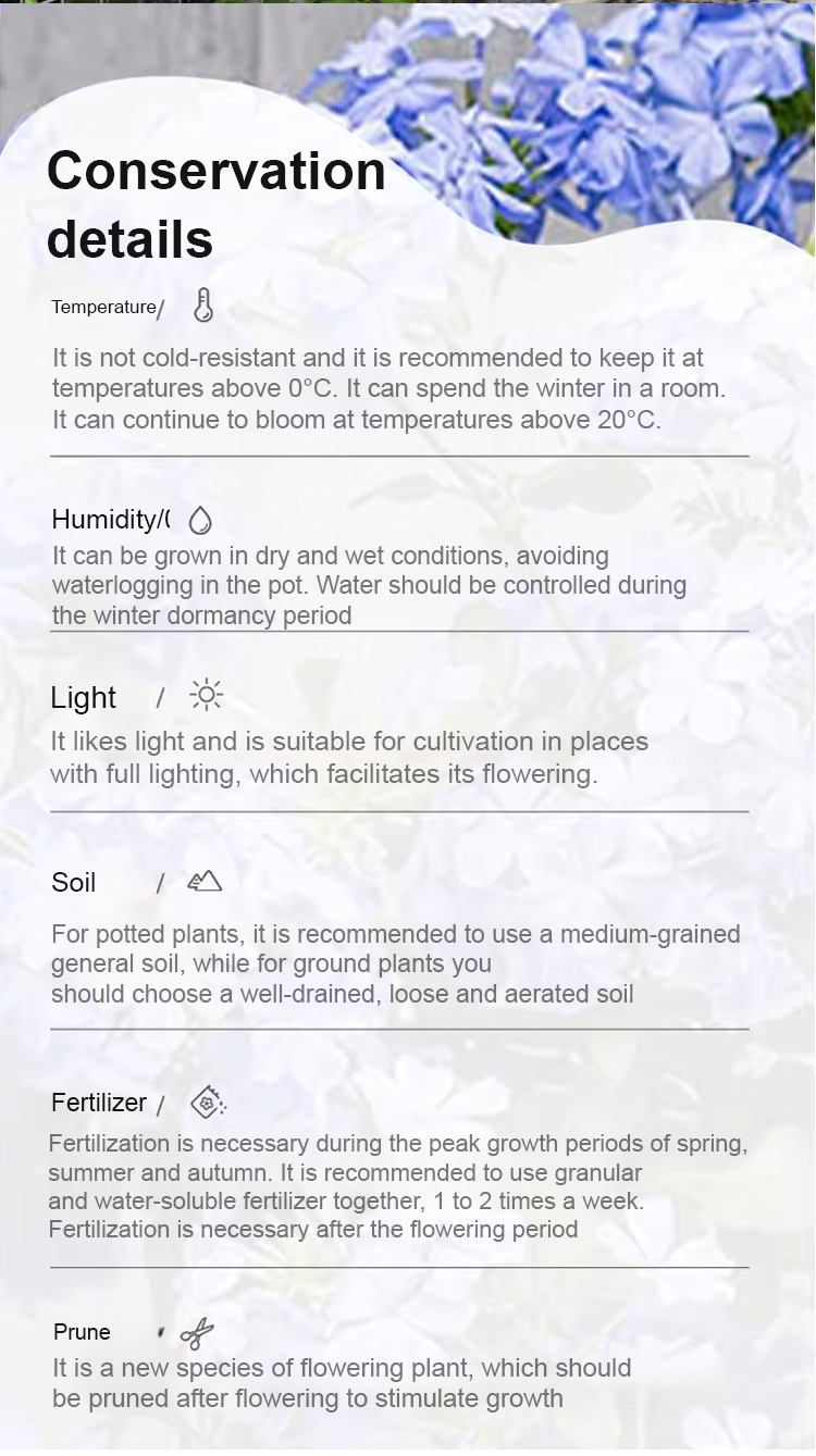 翻译件-JS-【飘香万里】四季开花蓝雪花爬藤种子-1266983-系统_14.jpg