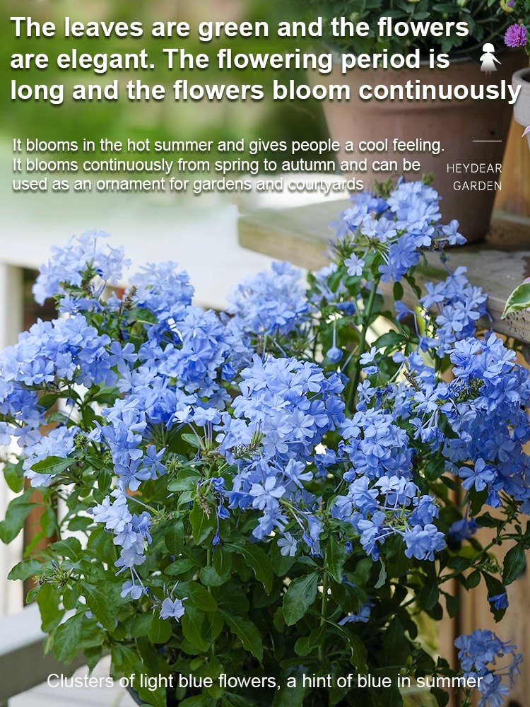 [Fragrant for thousands of miles] Four-season flowering blue snow flower climbing vine seeds