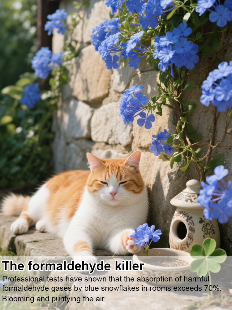 [Fragrant for thousands of miles] Four-season flowering blue snow flower climbing vine seeds