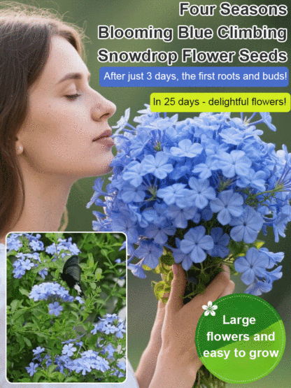 [Fragrant for thousands of miles] Four-season flowering blue snow flower climbing vine seeds