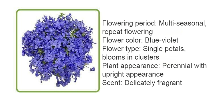 翻译件-JS-【飘香万里】四季开花蓝雪花爬藤种子-1266983-系统_15.jpg