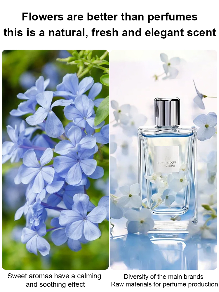 [Fragrant for thousands of miles] Four-season flowering blue snow flower climbing vine seeds