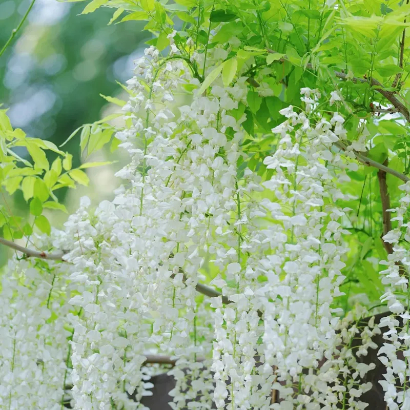 💜Glyziniensamen im Topf🌈Erstellen Sie Ihren Traumgarten