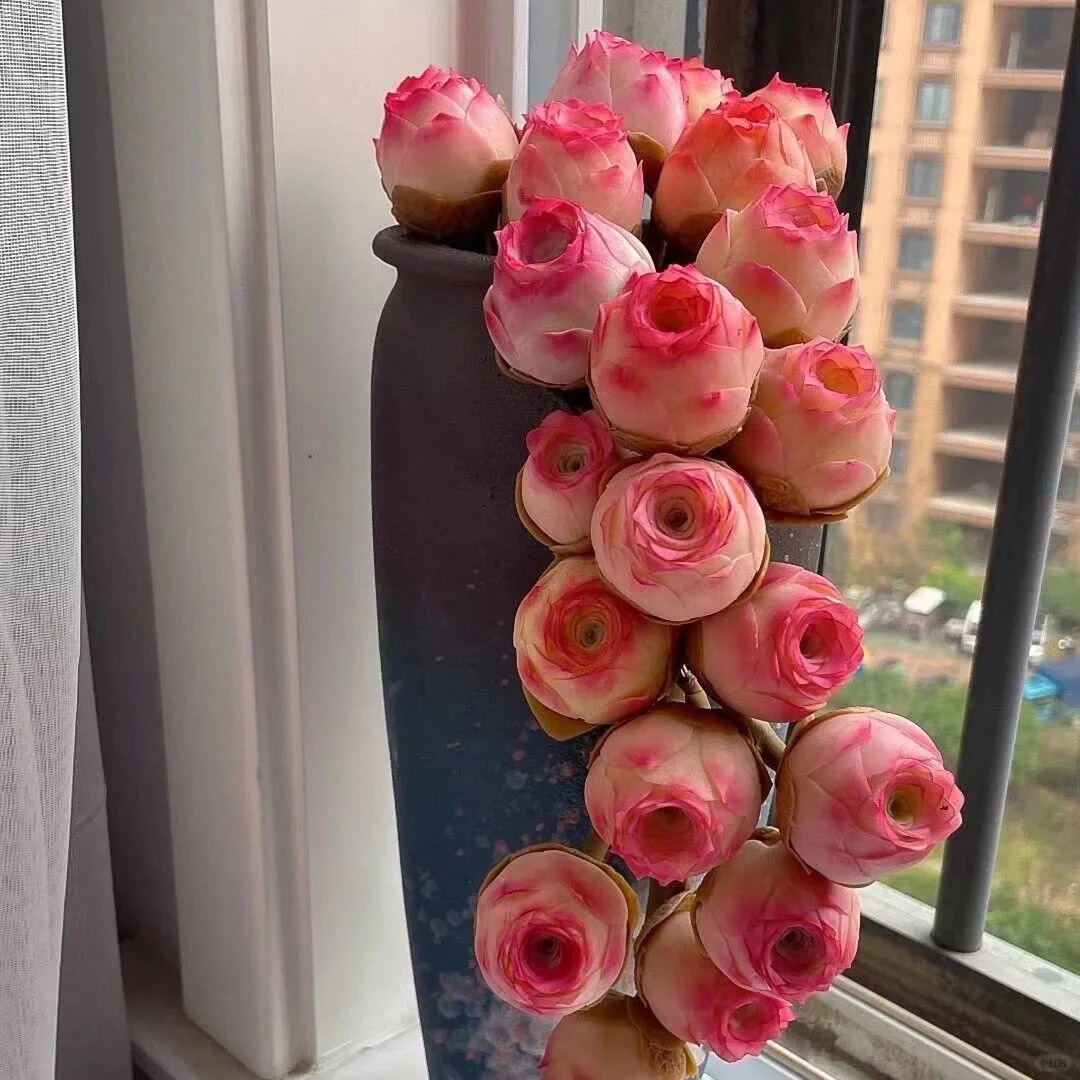 Bergrosensamen – Seltene Sukkulenten – Erhältlich in drei Farben