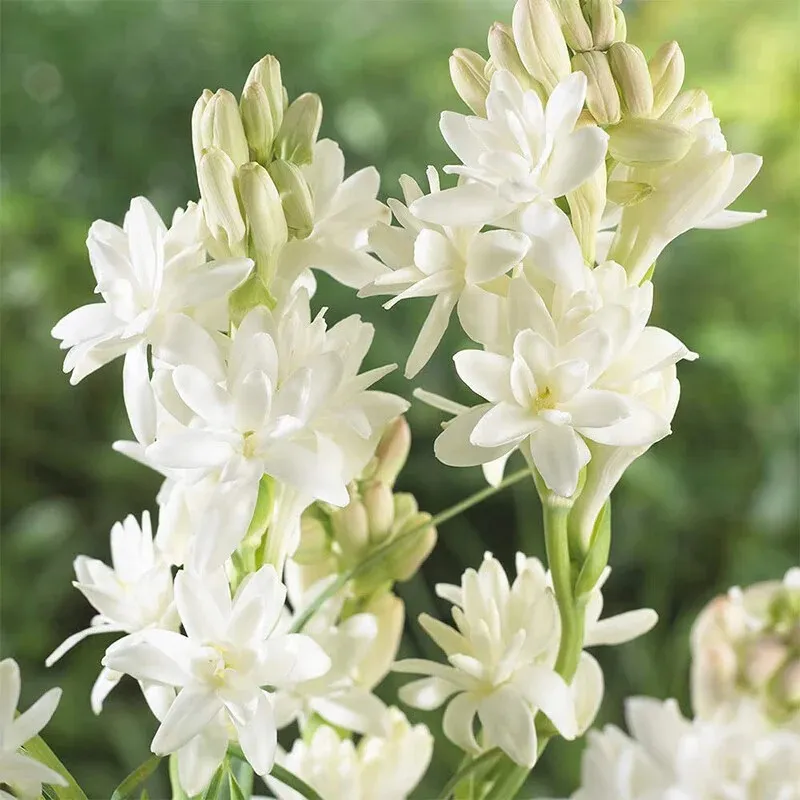 🔥【Zeitlich begrenzter Verkauf】TUBEROSE🌸Samenfest! Genießen Sie💥70 % Rabatt auf den Superrabatt