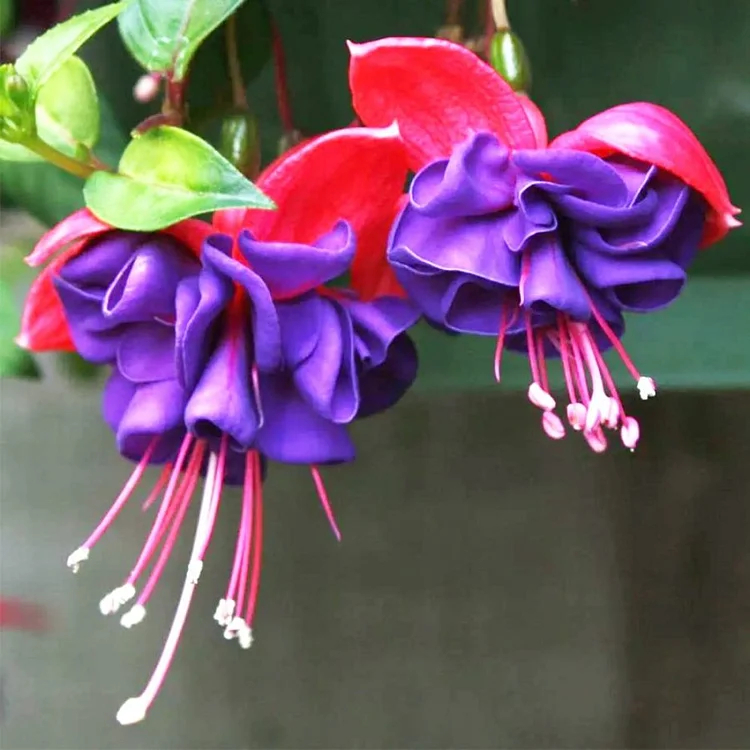 🌺Fuchsia Seeds - Lantern Flower