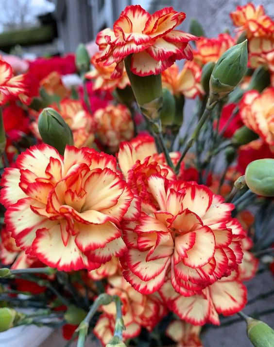 🌸[Carnation Dream Bulbs Collection —— Encountering the Colorful Flower of Mother's Love]