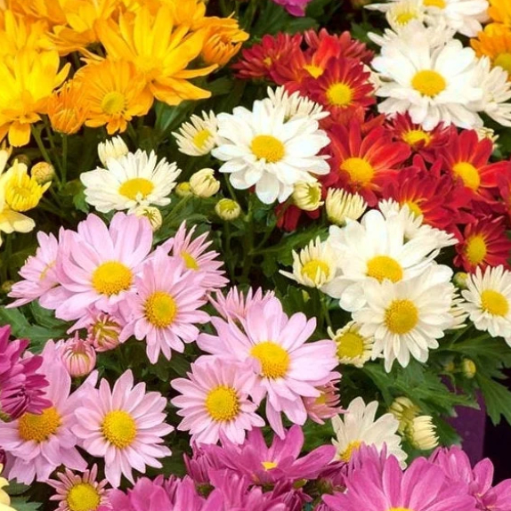 🌼Pest Killer: Pyrethrum Daisy Seeds