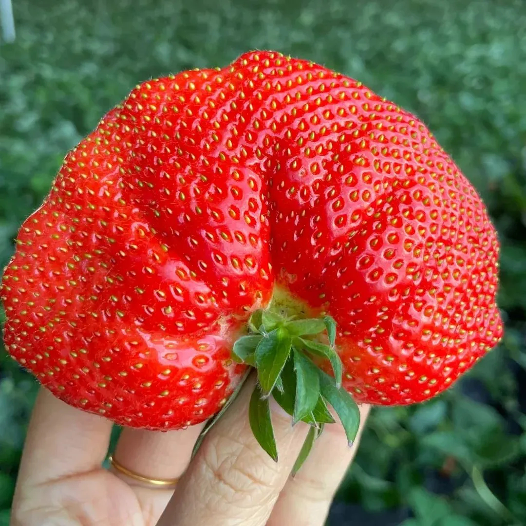🍓Super Giant Strawberry Seeds – Grow Juicy, Extra-Large Strawberries!