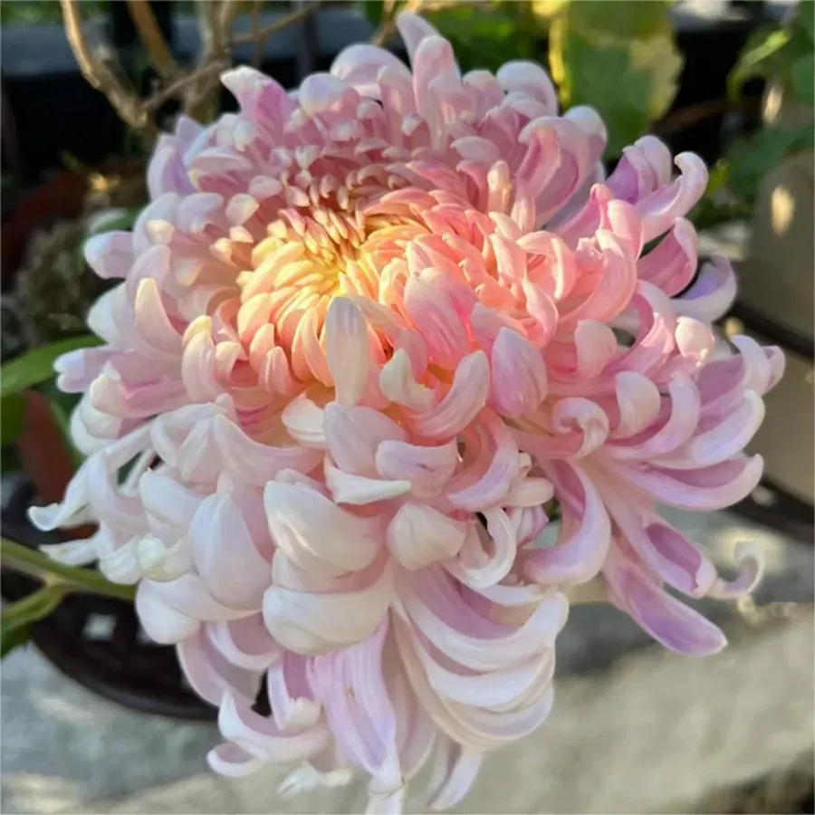 🌸 Große doppelblättrige Chrysanthemen - 50%+ Rabatt auf Premium-Samen 🎉💰