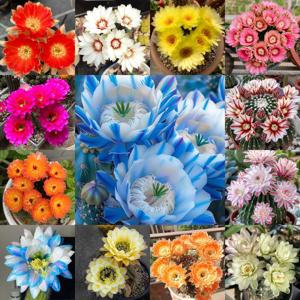 🌵Cactus Flowers Seeds