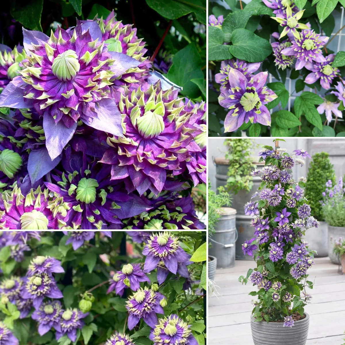 BIS ZU 60 % RABATT💥CLEMATIS TAIGA-SAMEN