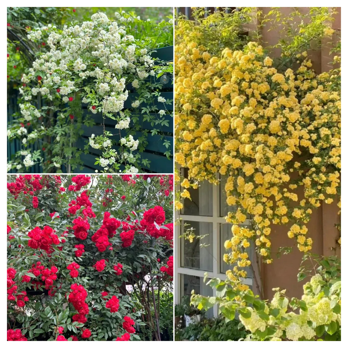 🌸✨ 70 % Rabatt für begrenzte Zeit ✨🌸 Premium Lady Banks‘ Rosensamen 🌹