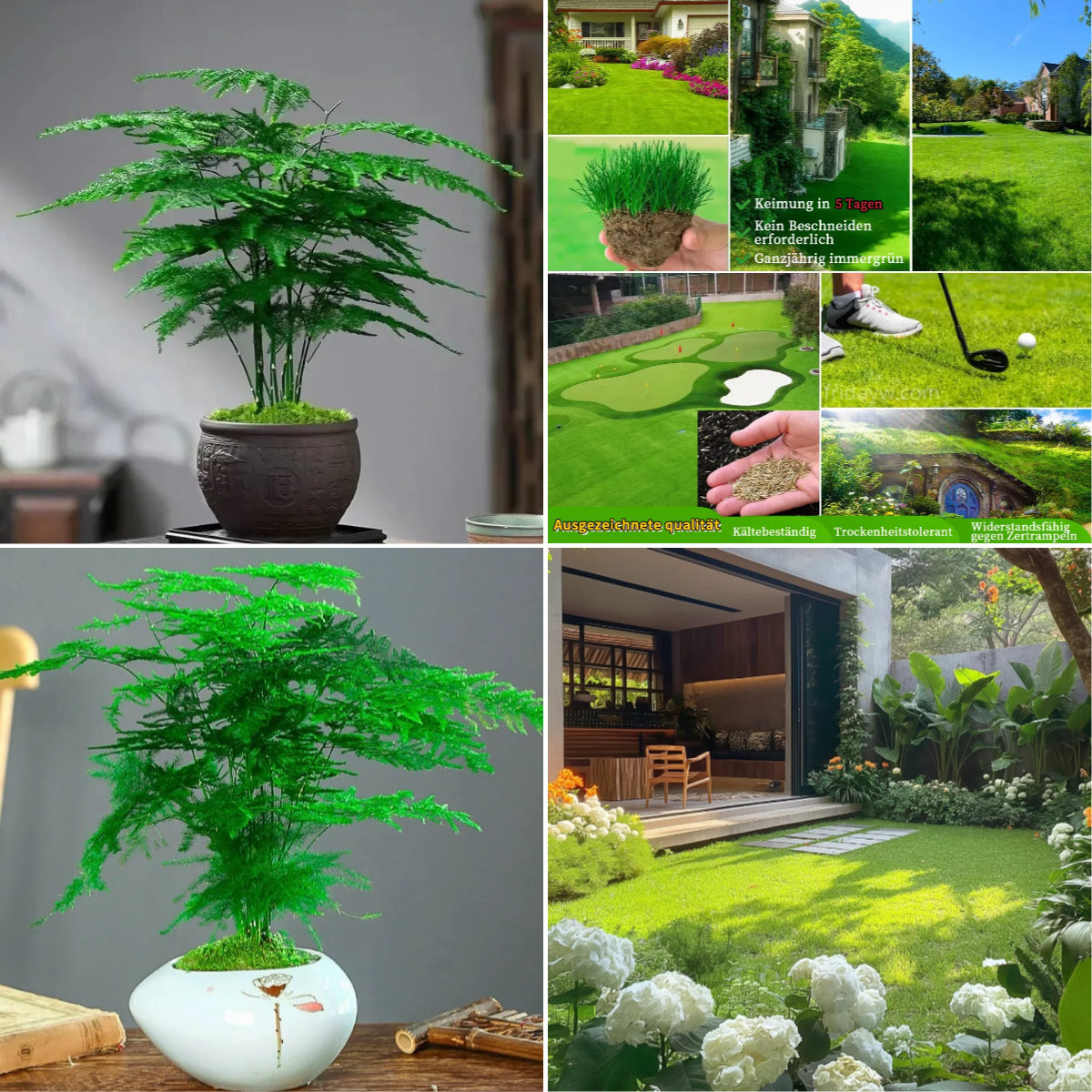 🎍 Glücksbambus-Samen ✨ Bring das Glück nach Hause!