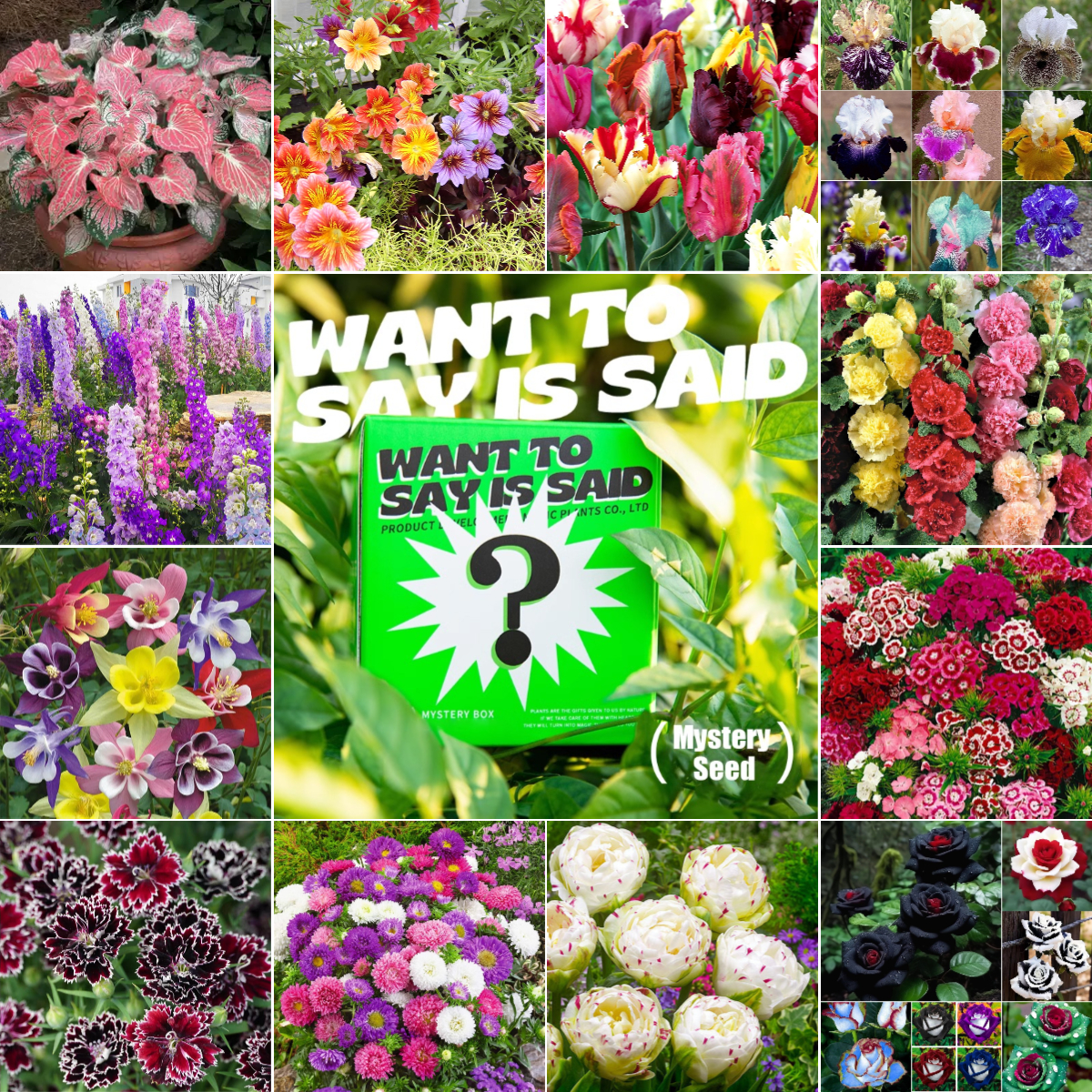 🎁 Mystery Seed-Over 50 Kinds-Surprise Box