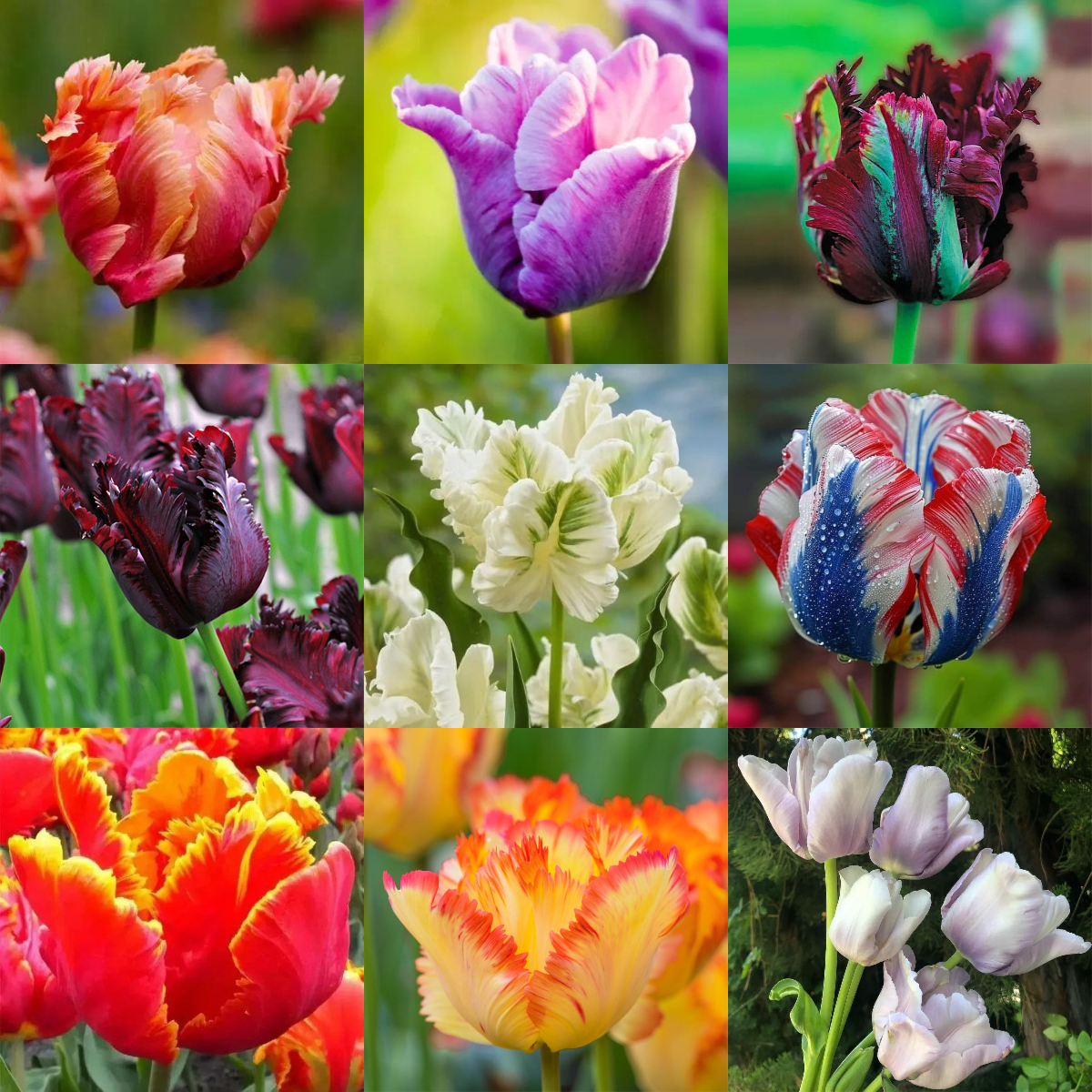 🌷Double  Feather Tulips Bulbs