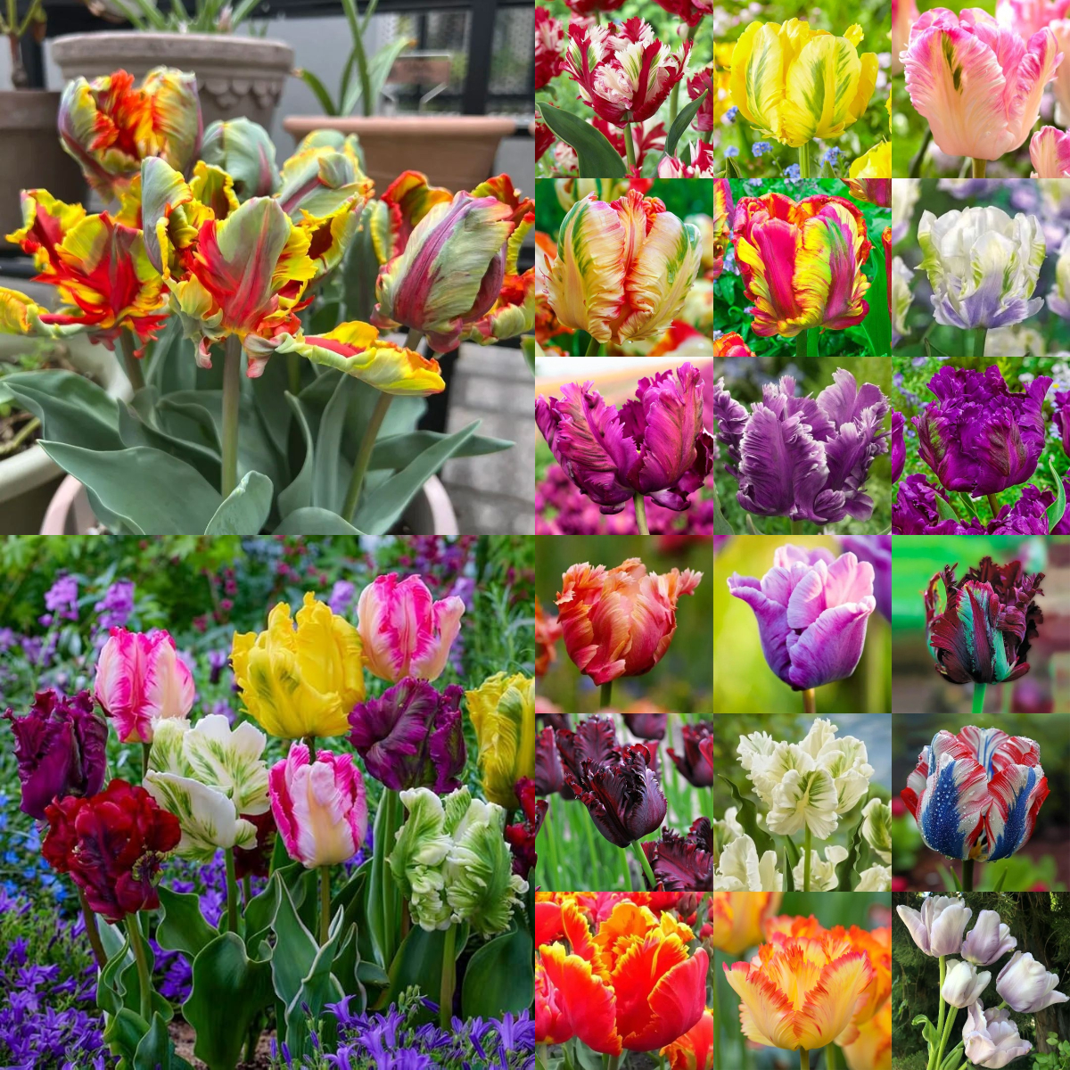 🌷Double  Feather Tulips Bulbs