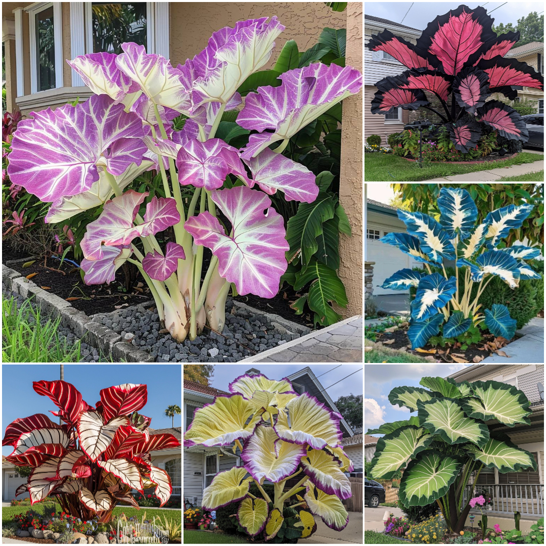 Riesen-Caladium-Samen