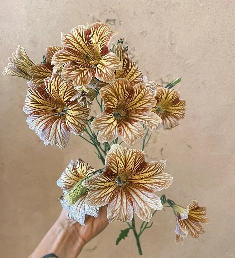 Chilean Morning Glory Seeds