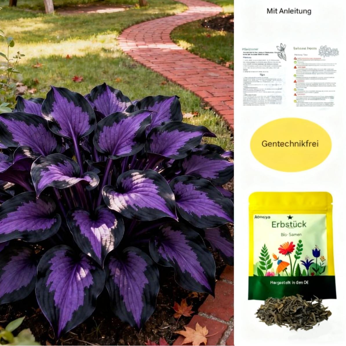 🌌 Midnight Amethyst Hosta- Rare. Hardy. Absolutely Mesmerizing