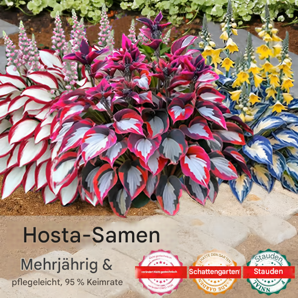 🍃Seltene Funkiensamen🌿